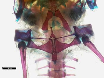 Media type: image;   Herpetology A-136938